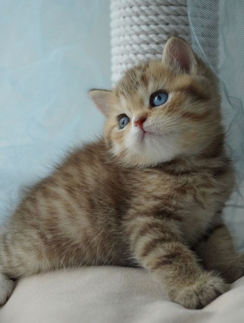Ray British Shorthair male, chocolate tabby with white