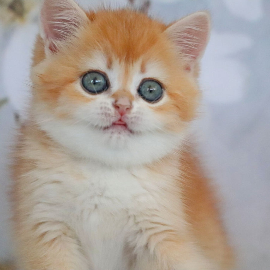 Zadava British Shorthair female, black golden chinchilla