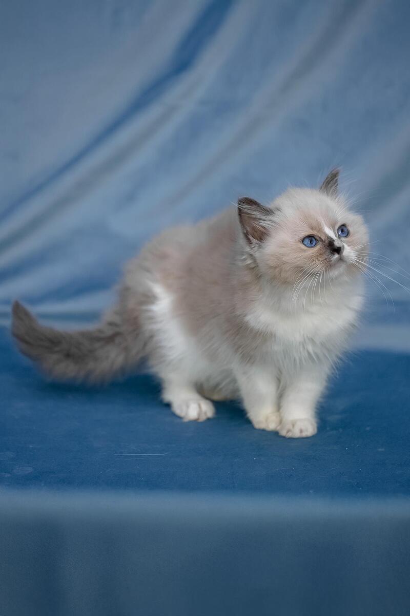 Niko Ragdoll male, blue mitted