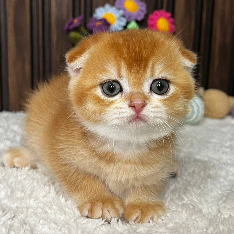 Nefertiti Scottish Fold female, black golden chinchilla