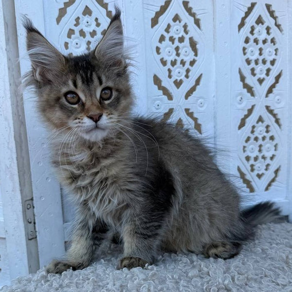 Bambi Maine Coon female, black ticked tabby