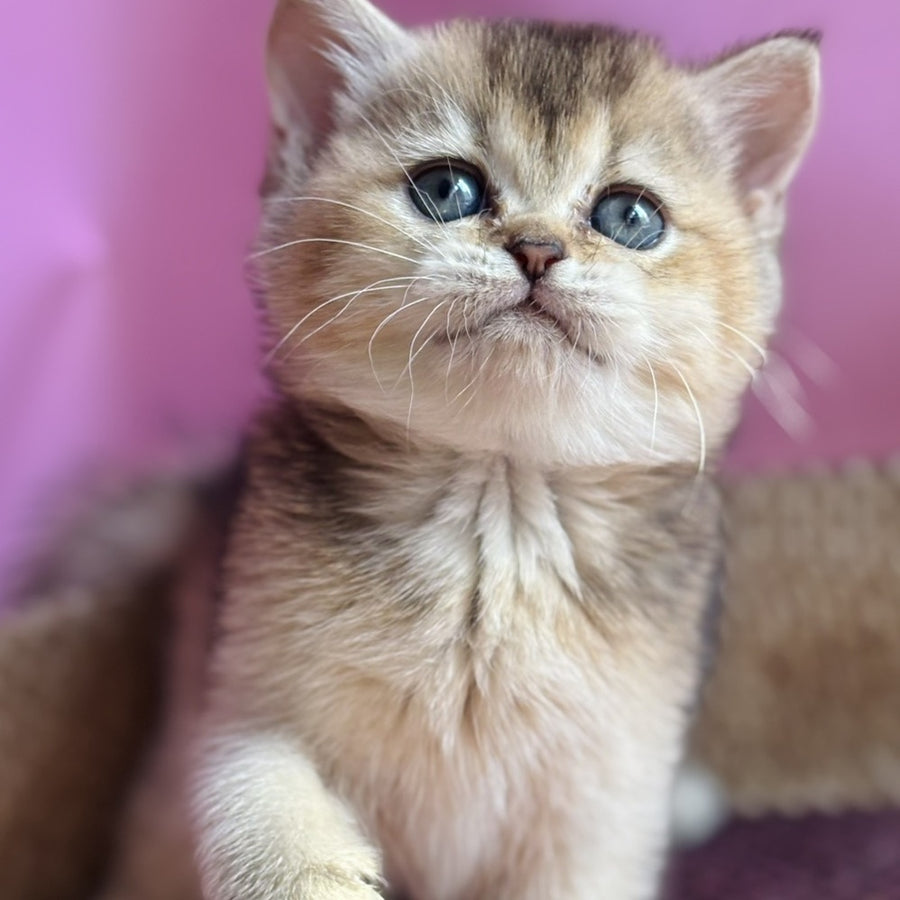 Sisi British Shorthair male, black golden ticked tabby