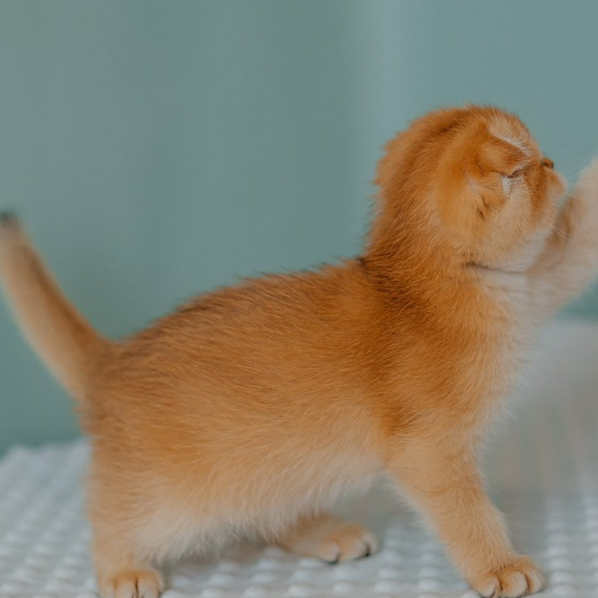 Diora Scottish Fold female, black golden chinchilla