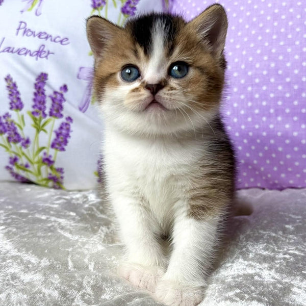 Elio British Shorthair male, black golden ticked tabby bicolour