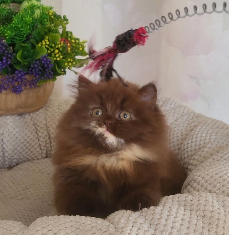 Alisiya British Longhair female chocolate tortie - live animals