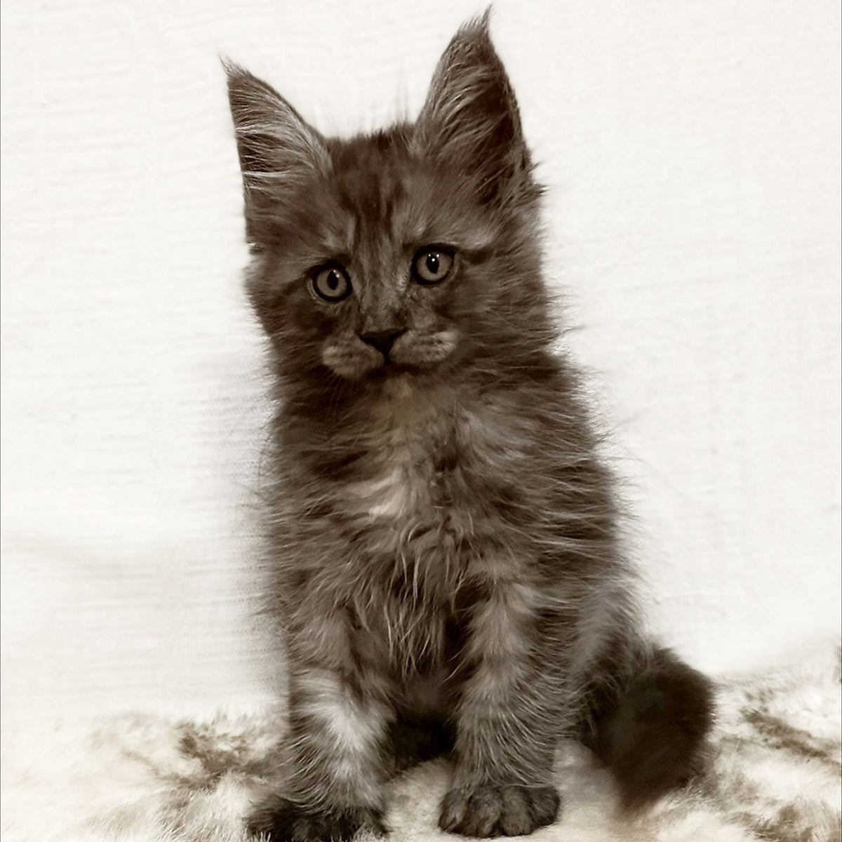 Forensic Maine Coon male, black silver