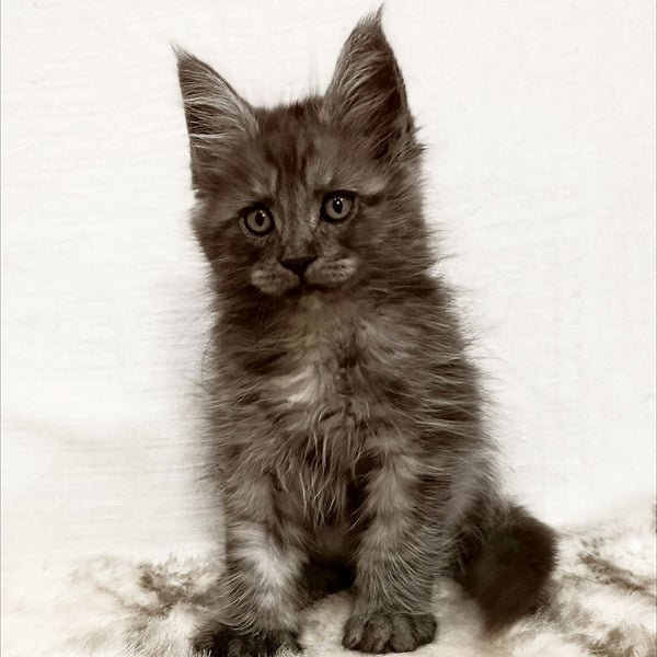 Forensic Maine Coon male, black silver