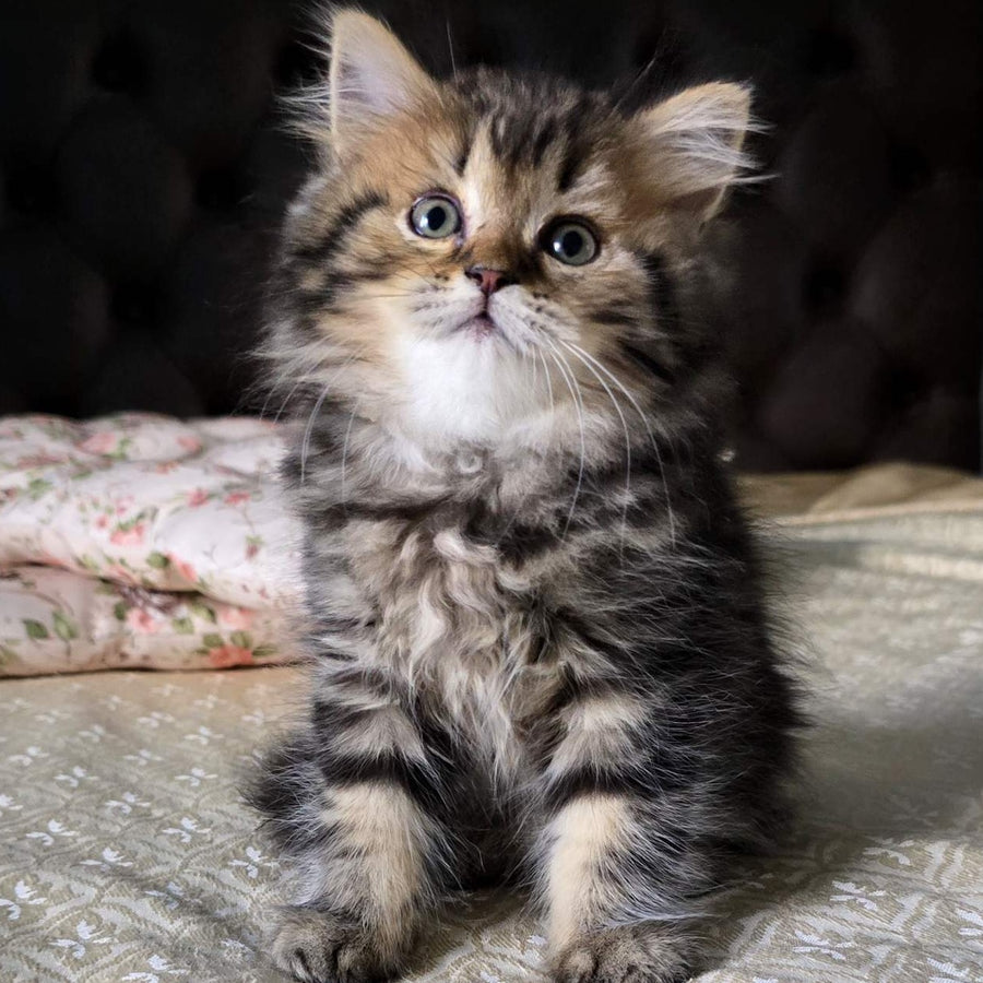 Dakota Scottish Straight female, black tabby