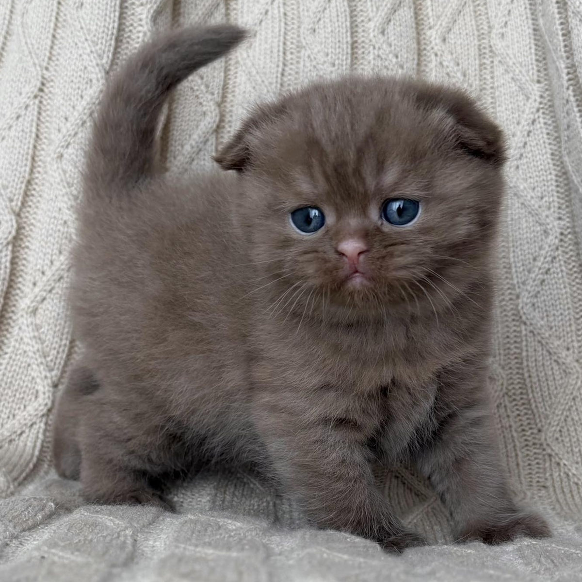 William Scottish Fold male, cinnamon