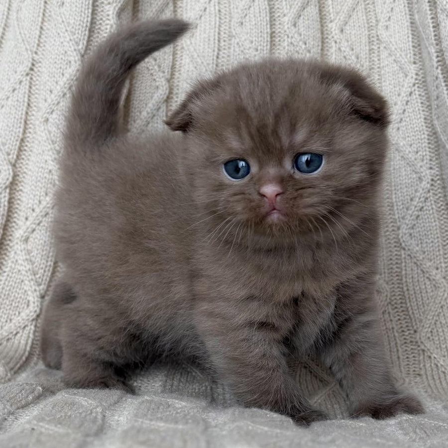William Scottish Fold male, cinnamon