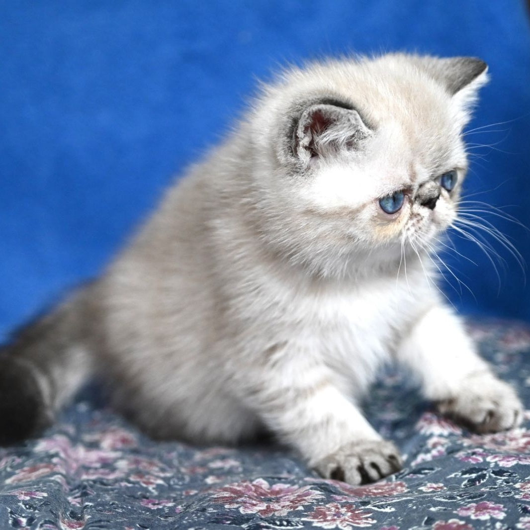 Aris Exotic male, black tabby pointed