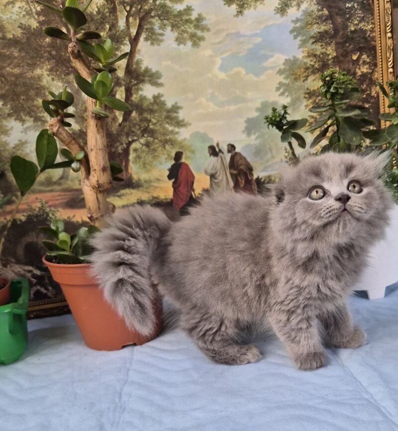 Erik Scottish Fold male, blue