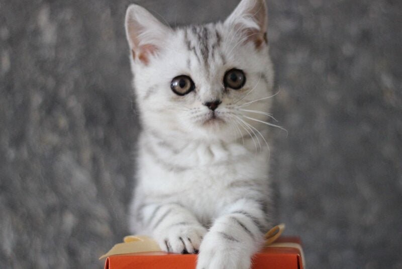 Dalila Scottish Straight female, black silver tabby