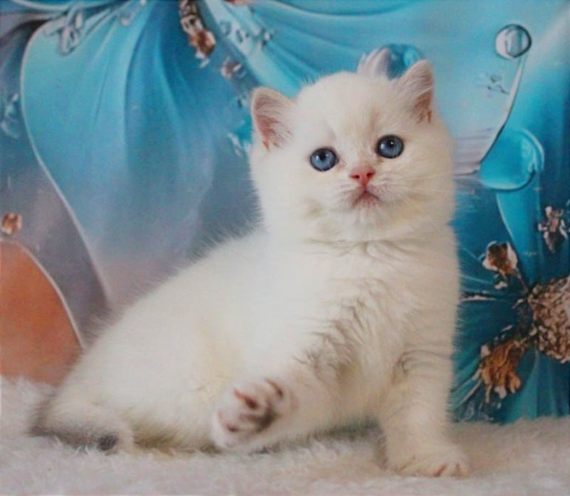 Grey British Shorthair male, blue golden chinchilla