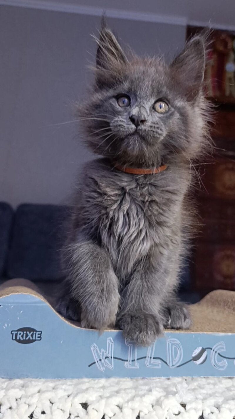 Parker Maine Coon male blue - live animals