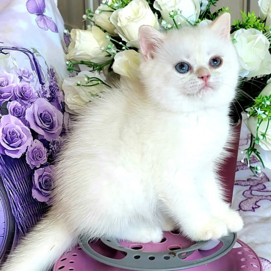 Yahont British Shorthair male, chocolate golden chinchilla pointed