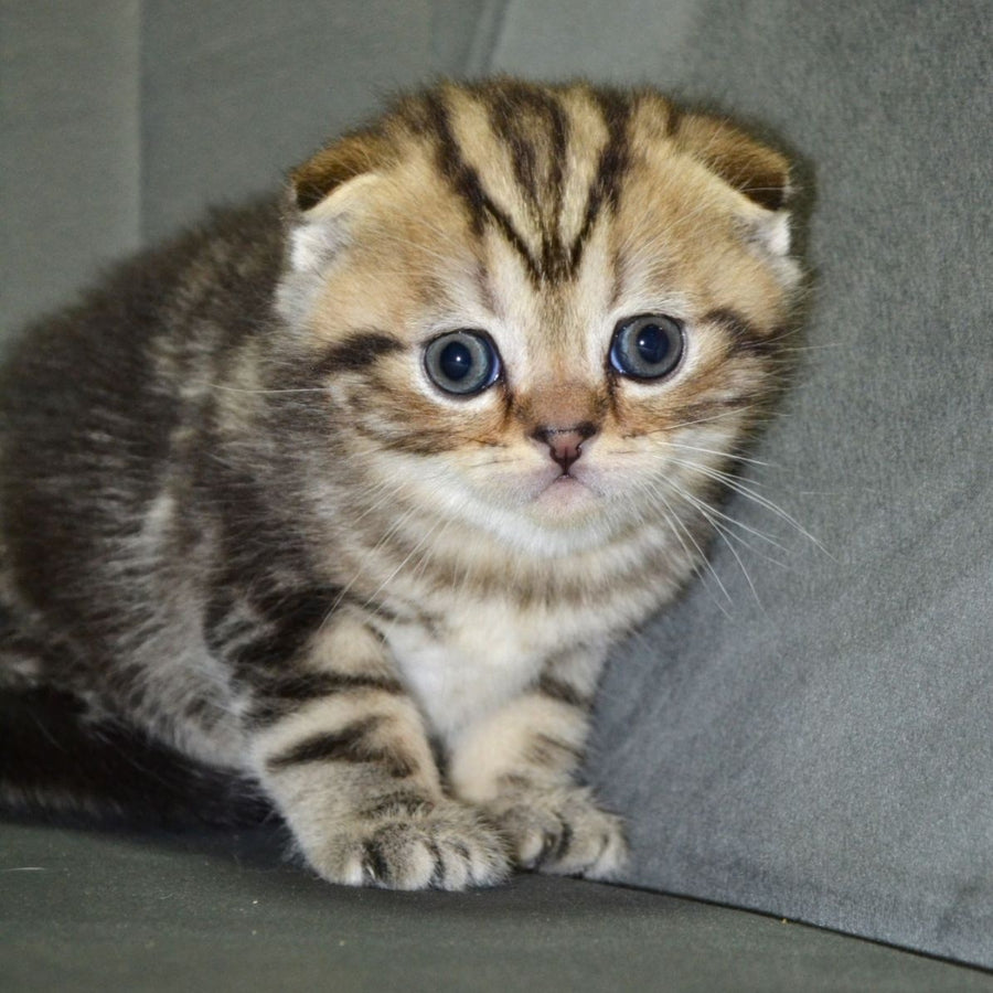Anabel Scottish Fold male, black tabby