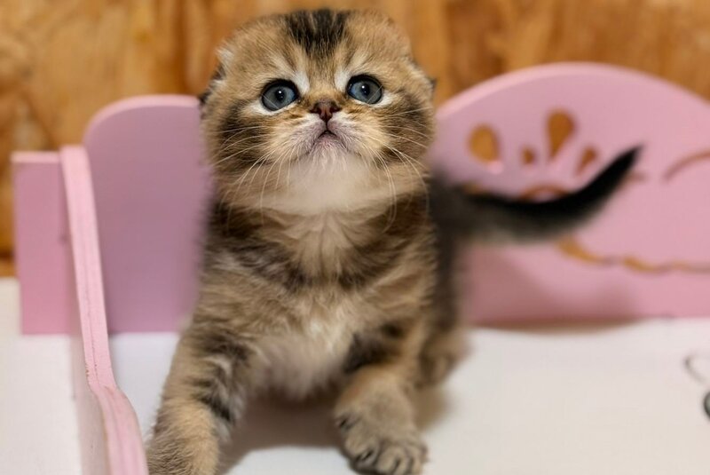 Fanny Scottish Fold female, black ticked tabby