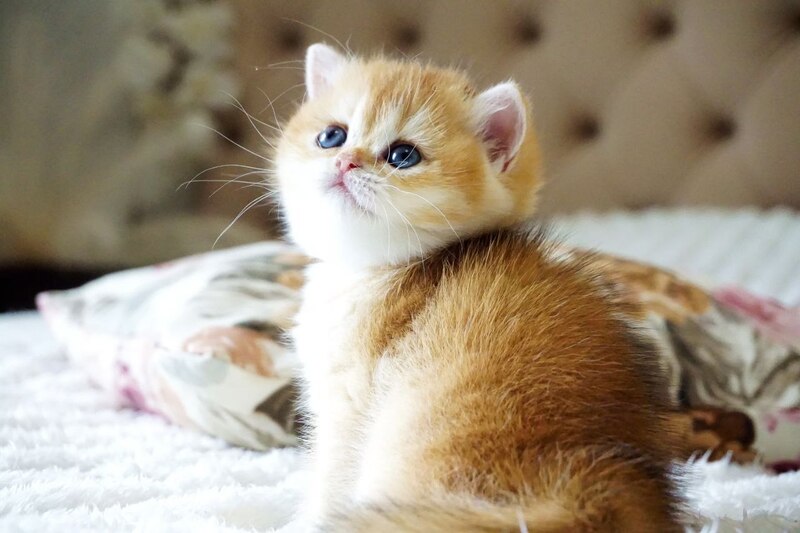 Iris British Shorthair female, black golden chinchilla