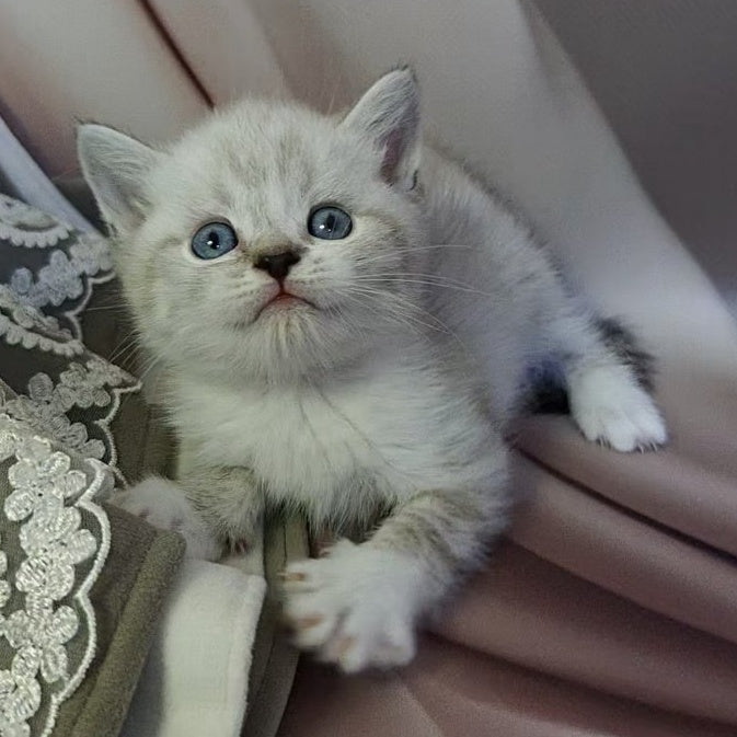 Zoran Scottish Straight male, blue spotted tabby bicolour pointed