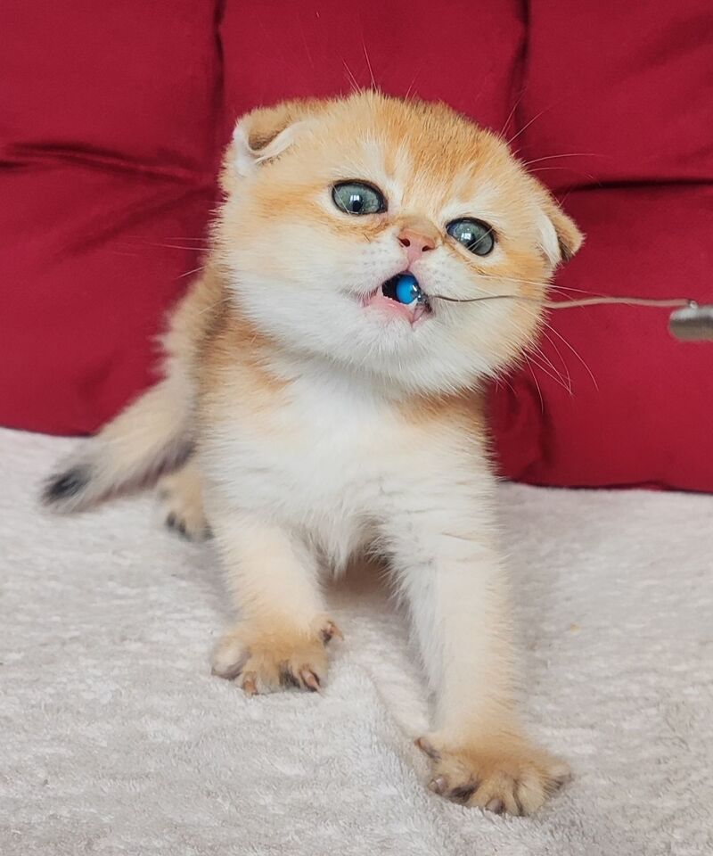 Viva Scottish Fold female, black golden shaded