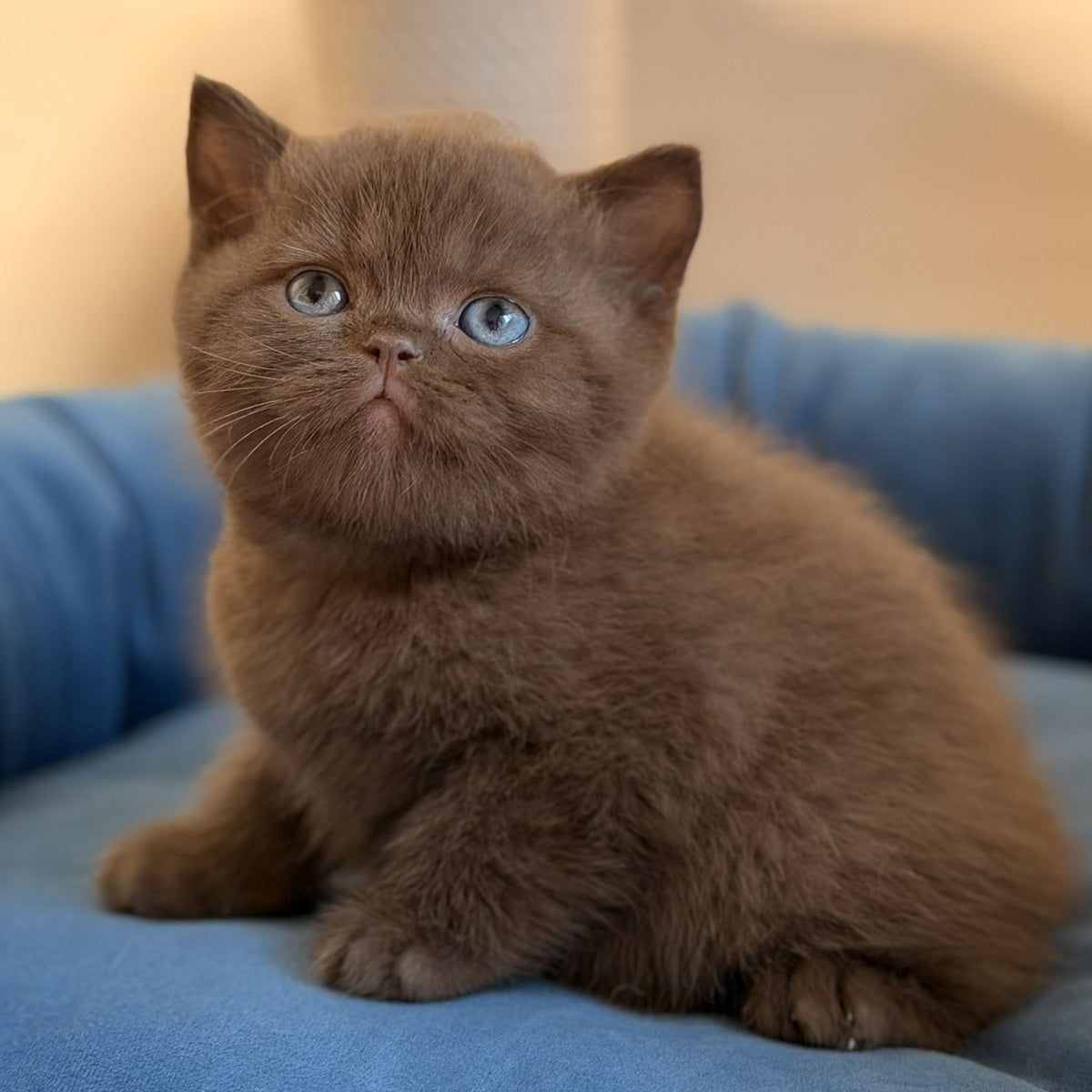 Asher British Shorthair male, chocolate