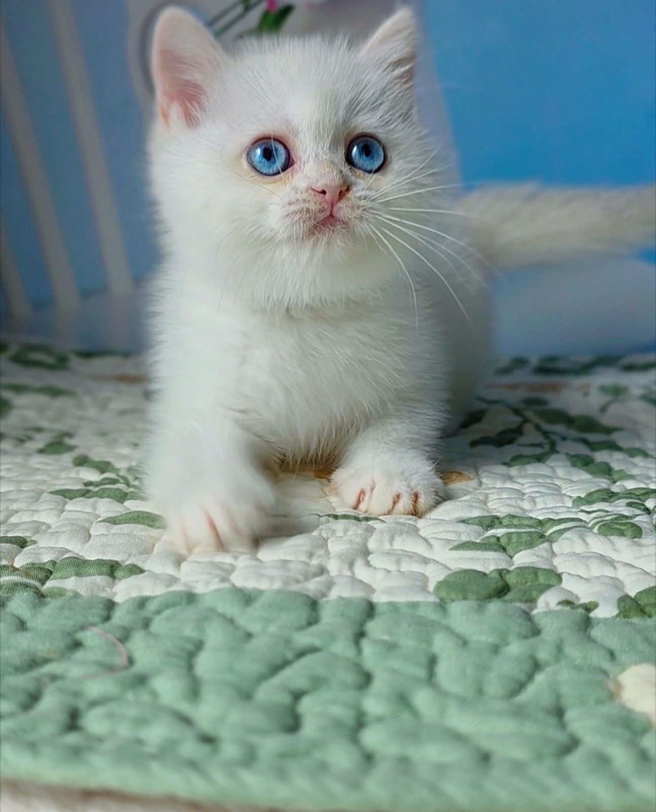 Dasha British Shorthair female, black golden chinchilla pointed