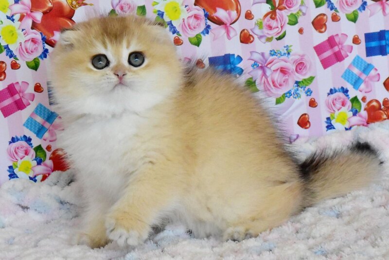 Ulyasha Scottish Fold female, black golden shaded