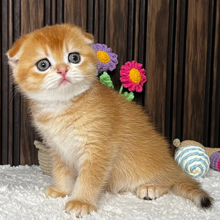 Nefertiti Scottish Fold female, black golden chinchilla