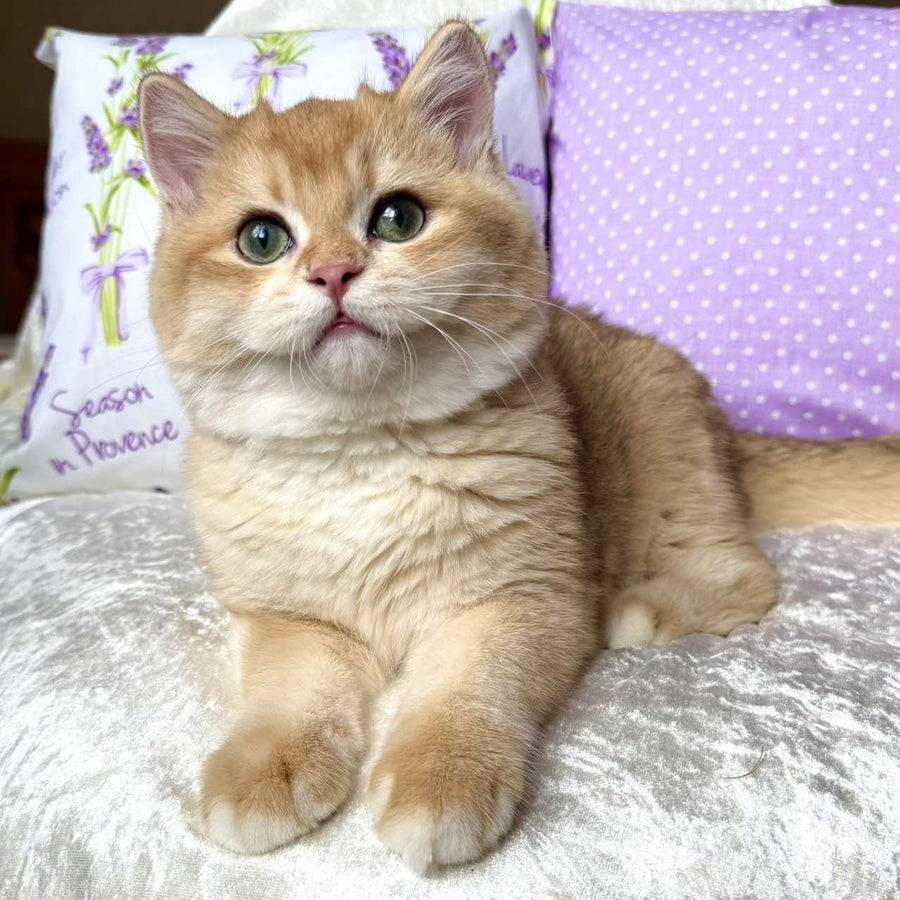 Billy British Shorthair male, black golden chinchilla
