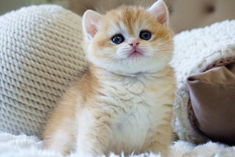 Dale British Shorthair male, black golden chinchilla