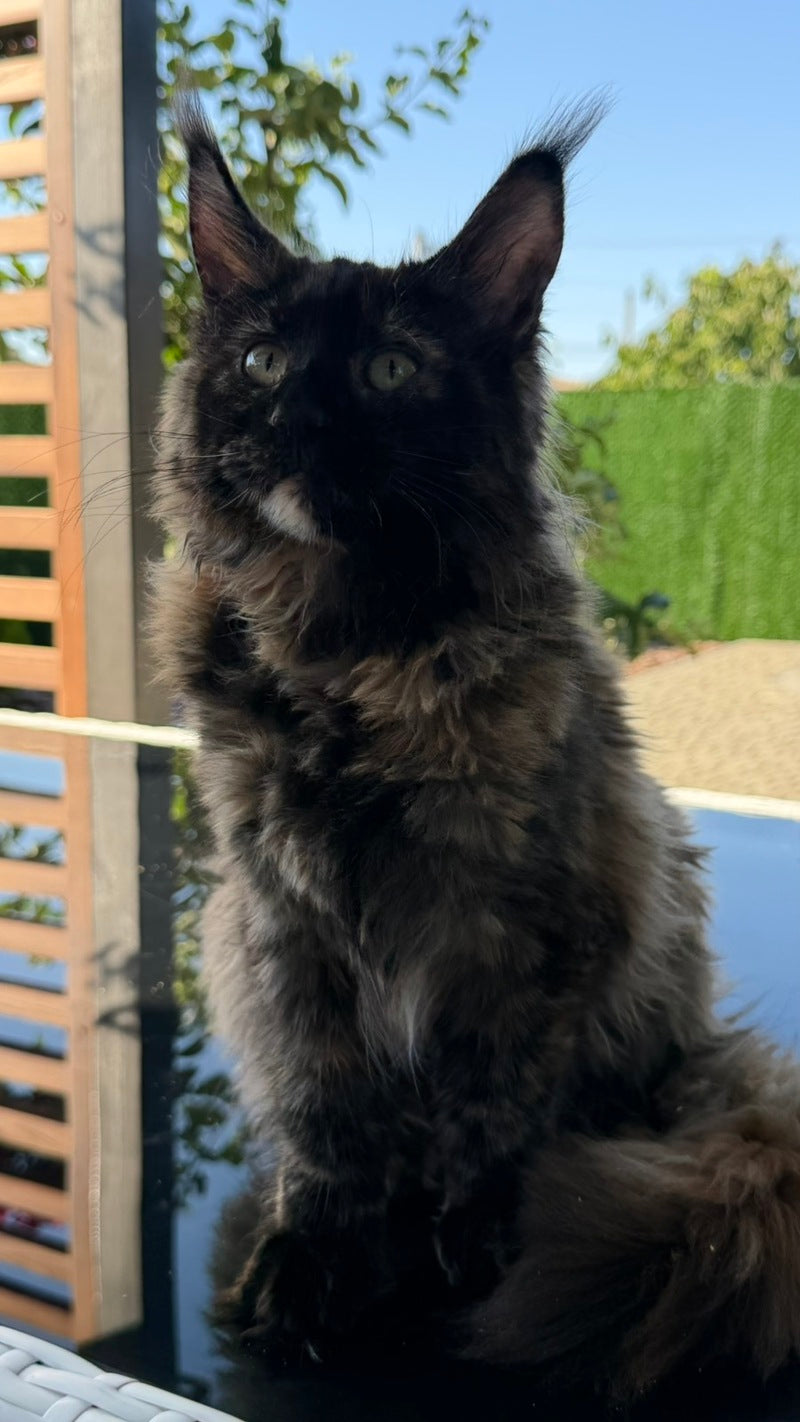Africa Maine Coon female, black tortie