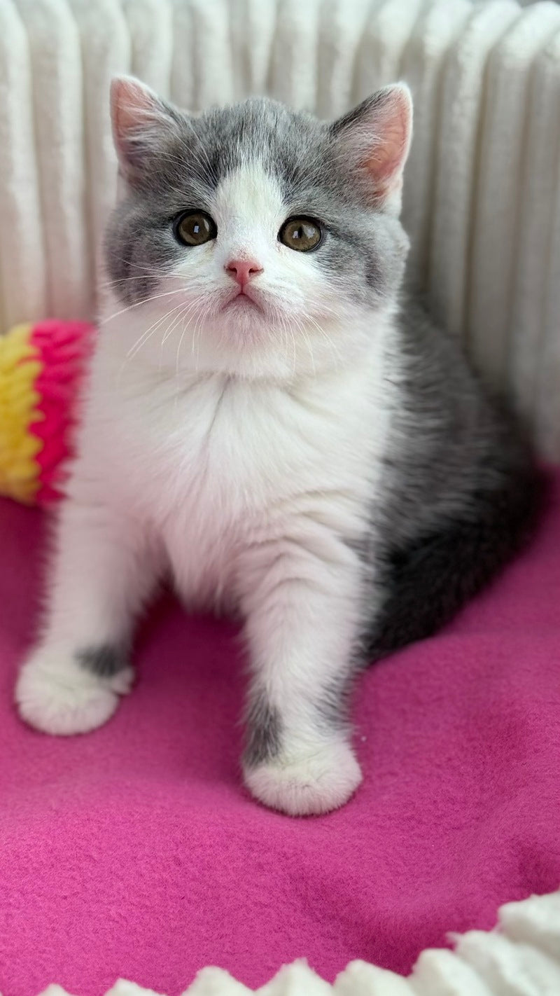 Alice Scottish Straight female, blue bicolour