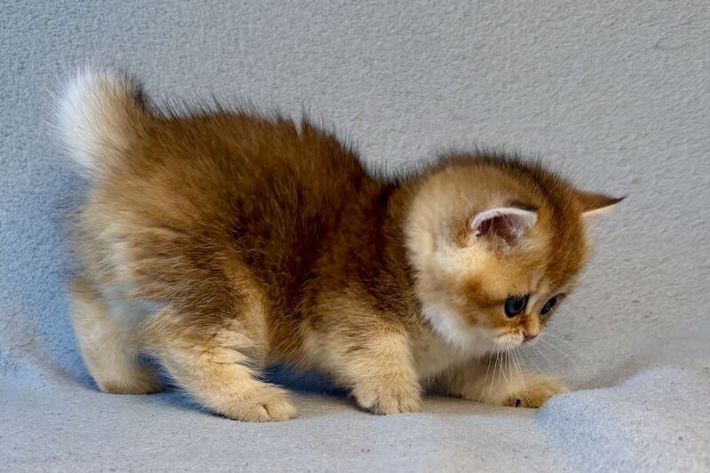 Lumiq Munchkin male black golden ticked tabby - live animals