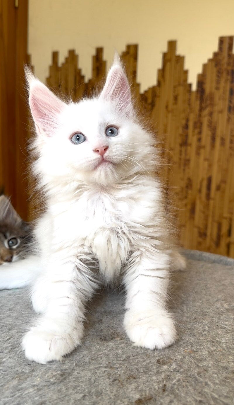 Ursula Maine Coon female, white