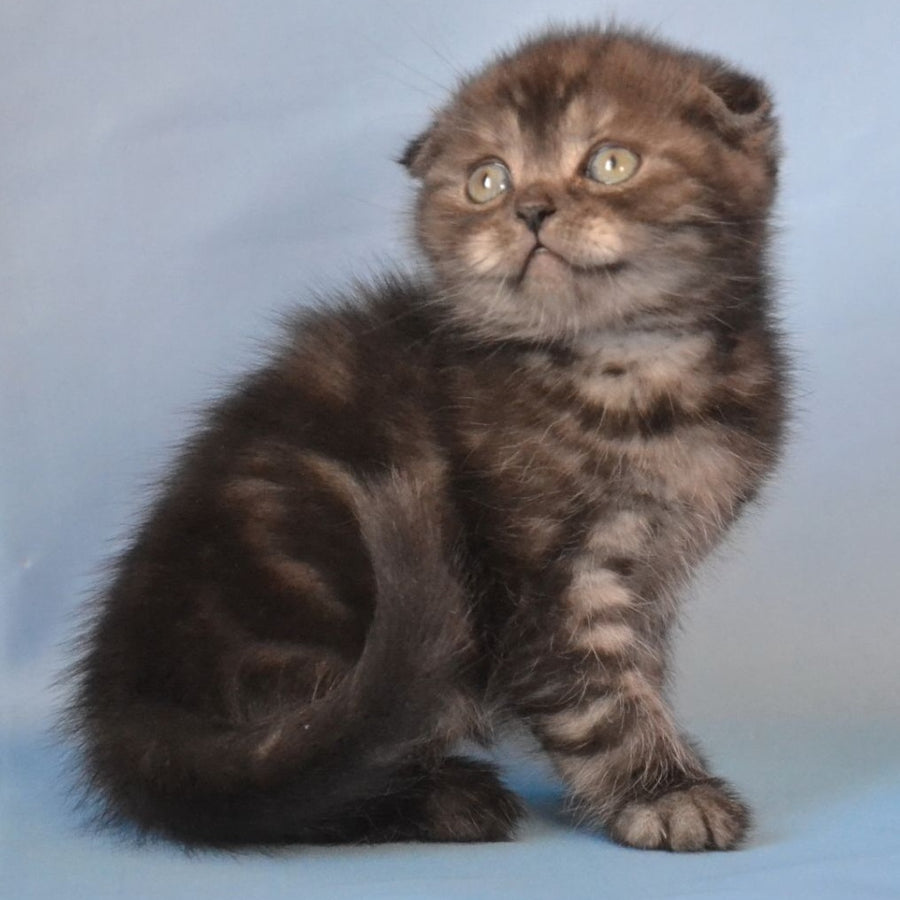Romeo Scottish Fold male, black silver tabby