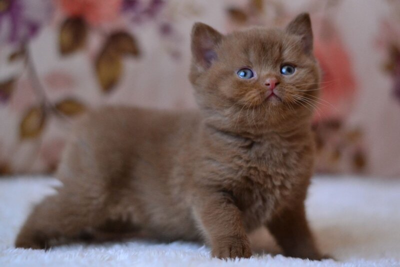 Ecler British Shorthair male cinnamon - live animals