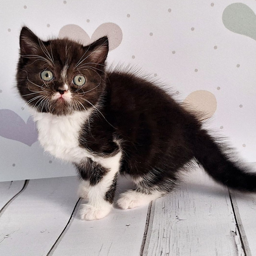Adam Scottish Straight male, black silver bicolour