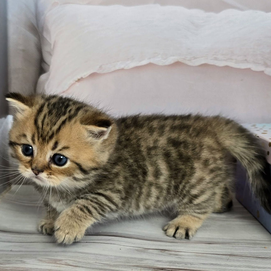 Sherry Munchkin male, black golden spotted tabby