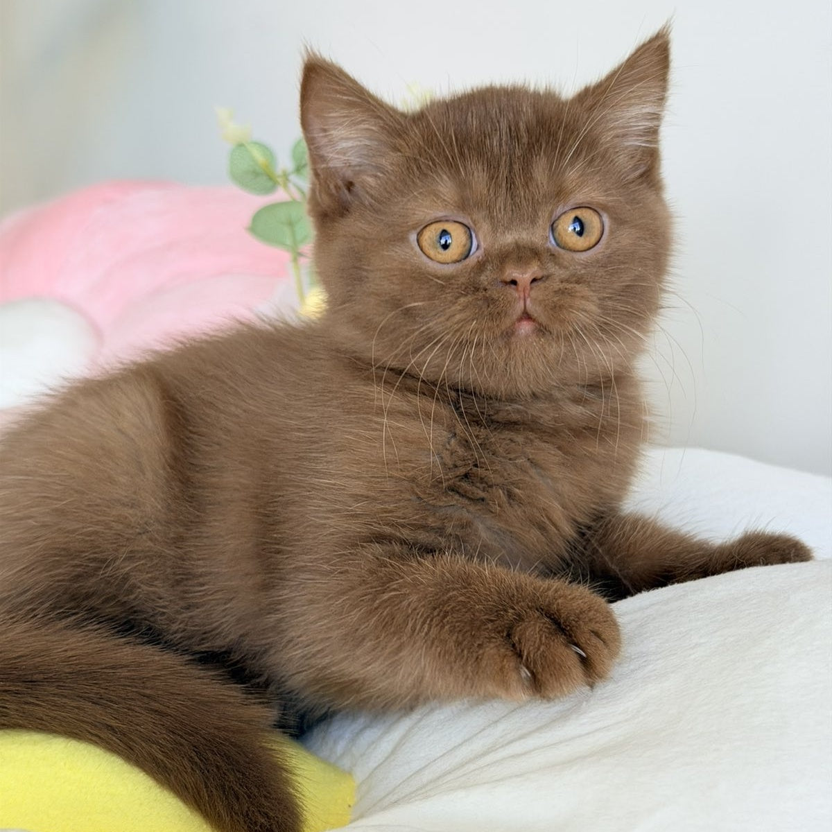 Shelly British Shorthair female, cinnamon