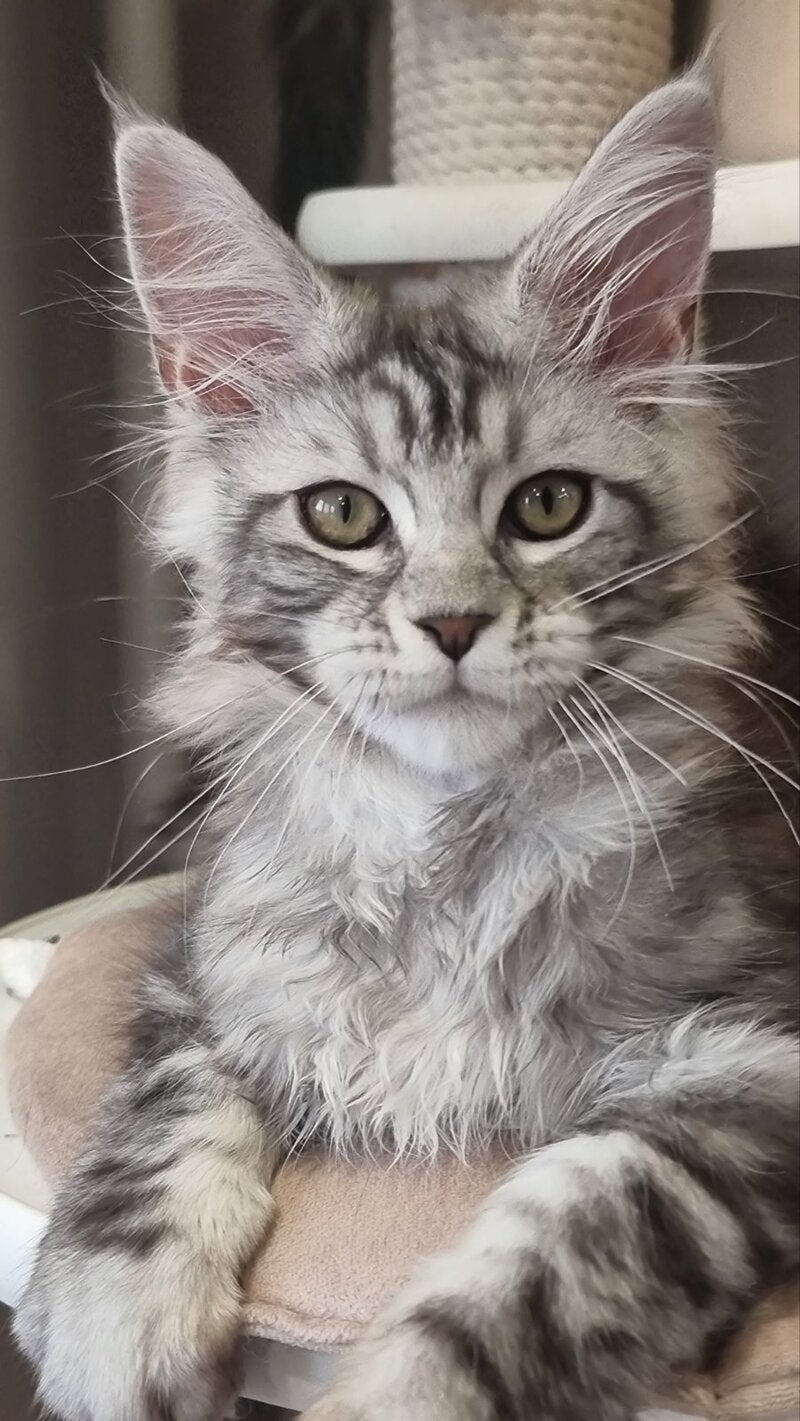 Clinta Maine Coon female black silver tabby - live animals
