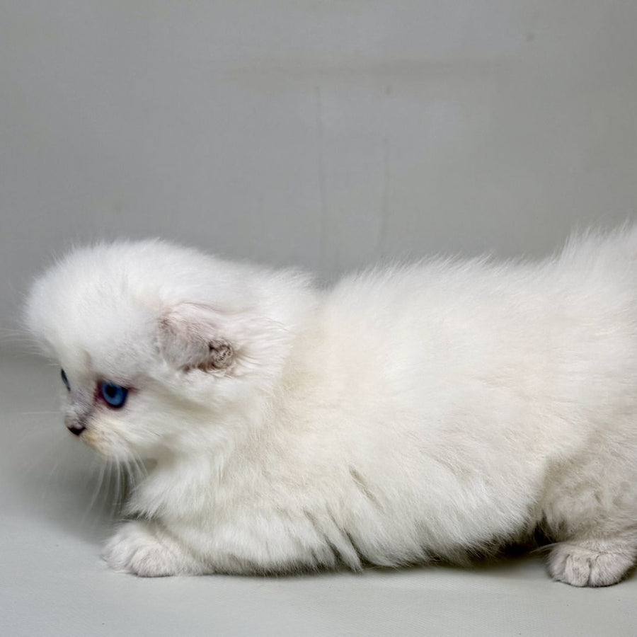 Stormy Munchkin female, blue shaded pointed