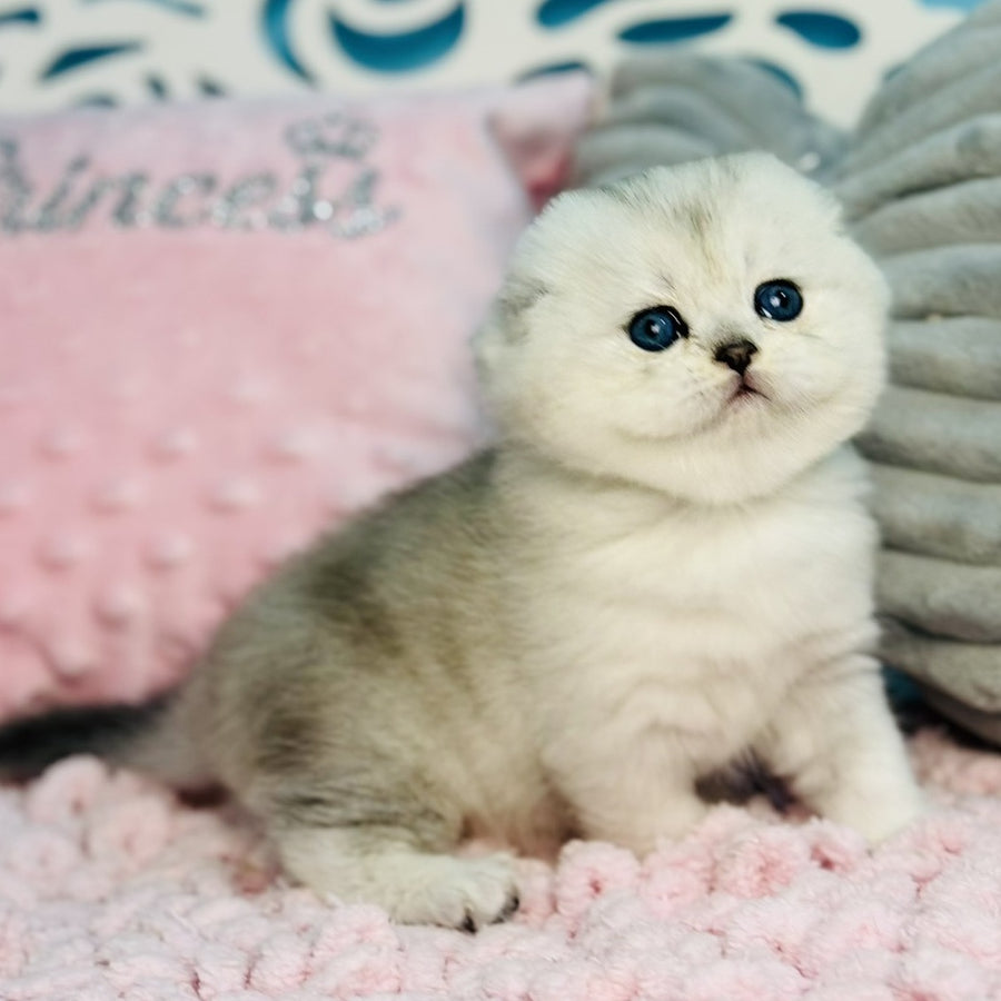 Isabel Scottish Fold female, black silver shaded