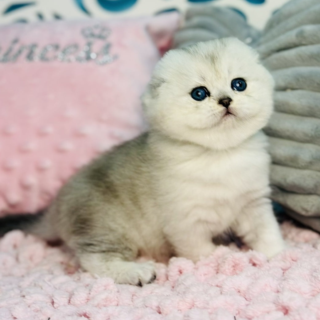 Isabel Scottish Fold female, black silver shaded