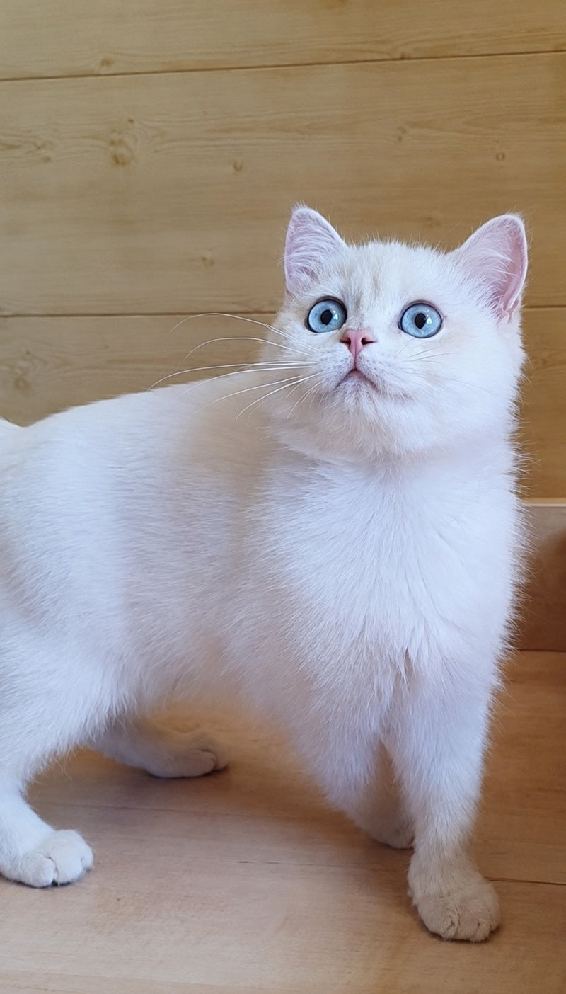 Xamira British Shorthair female, black golden chinchilla pointed
