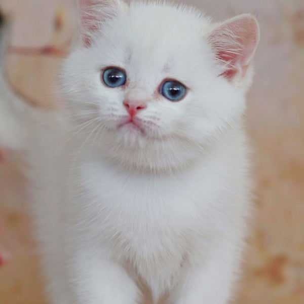 Yanis British Shorthair male, black golden chinchilla pointed