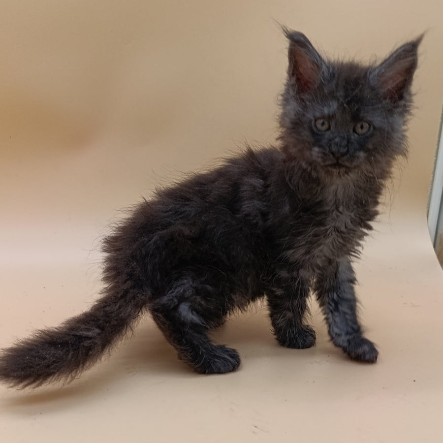 Odin Maine Coon male, black silver