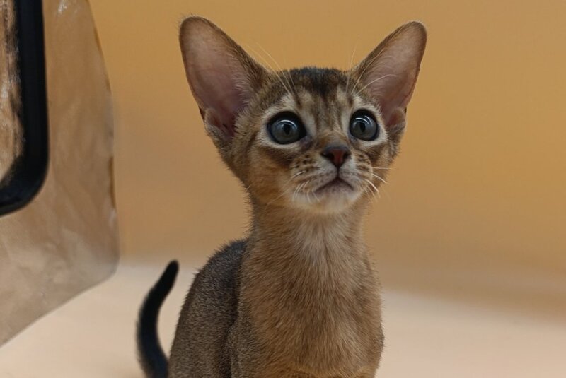 Laura Abyssinian female, ruddy
