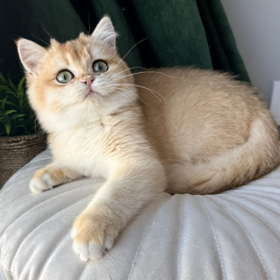 Ferdinand British Shorthair male, black golden chinchilla