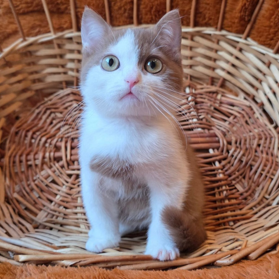 Beiley British Shorthair male, cinnamon bicolour